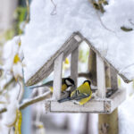 Small,Bird,On,Feedbox,Close,Up