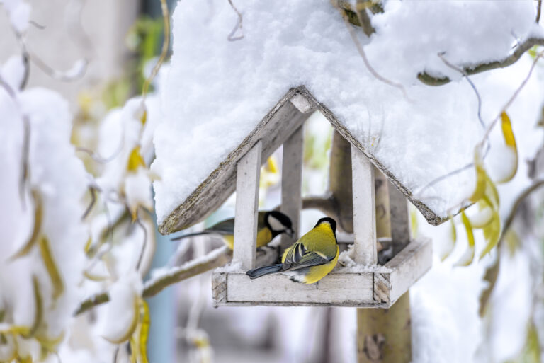Small,Bird,On,Feedbox,Close,Up